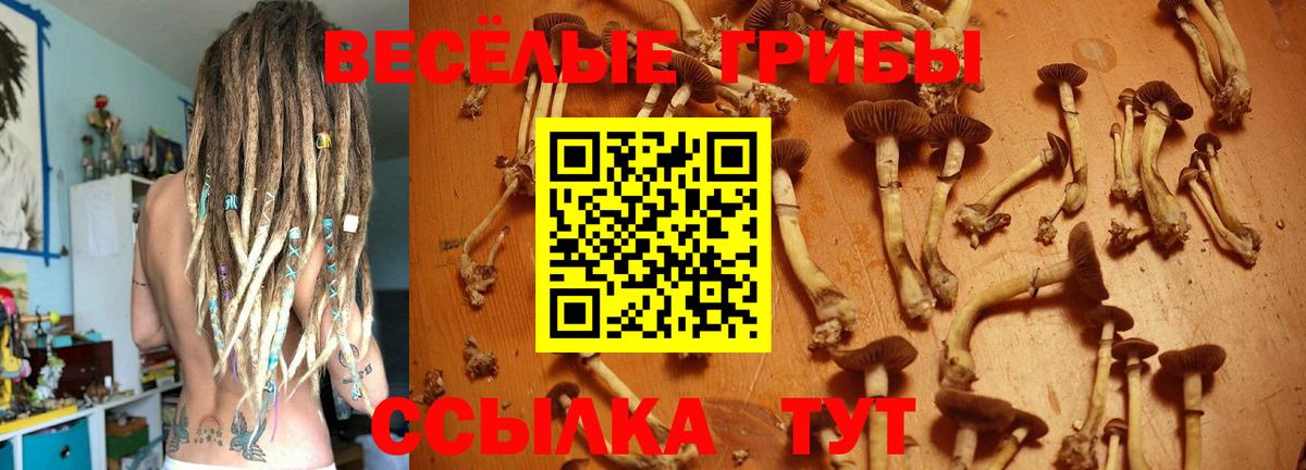 дарнет шоп  Вход с VPN  Камышин  Галлюциногенные грибы Psilocybine cubensis 